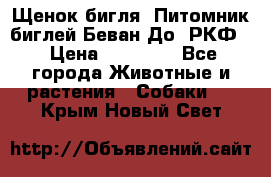 Щенок бигля. Питомник биглей Беван-До (РКФ) › Цена ­ 20 000 - Все города Животные и растения » Собаки   . Крым,Новый Свет